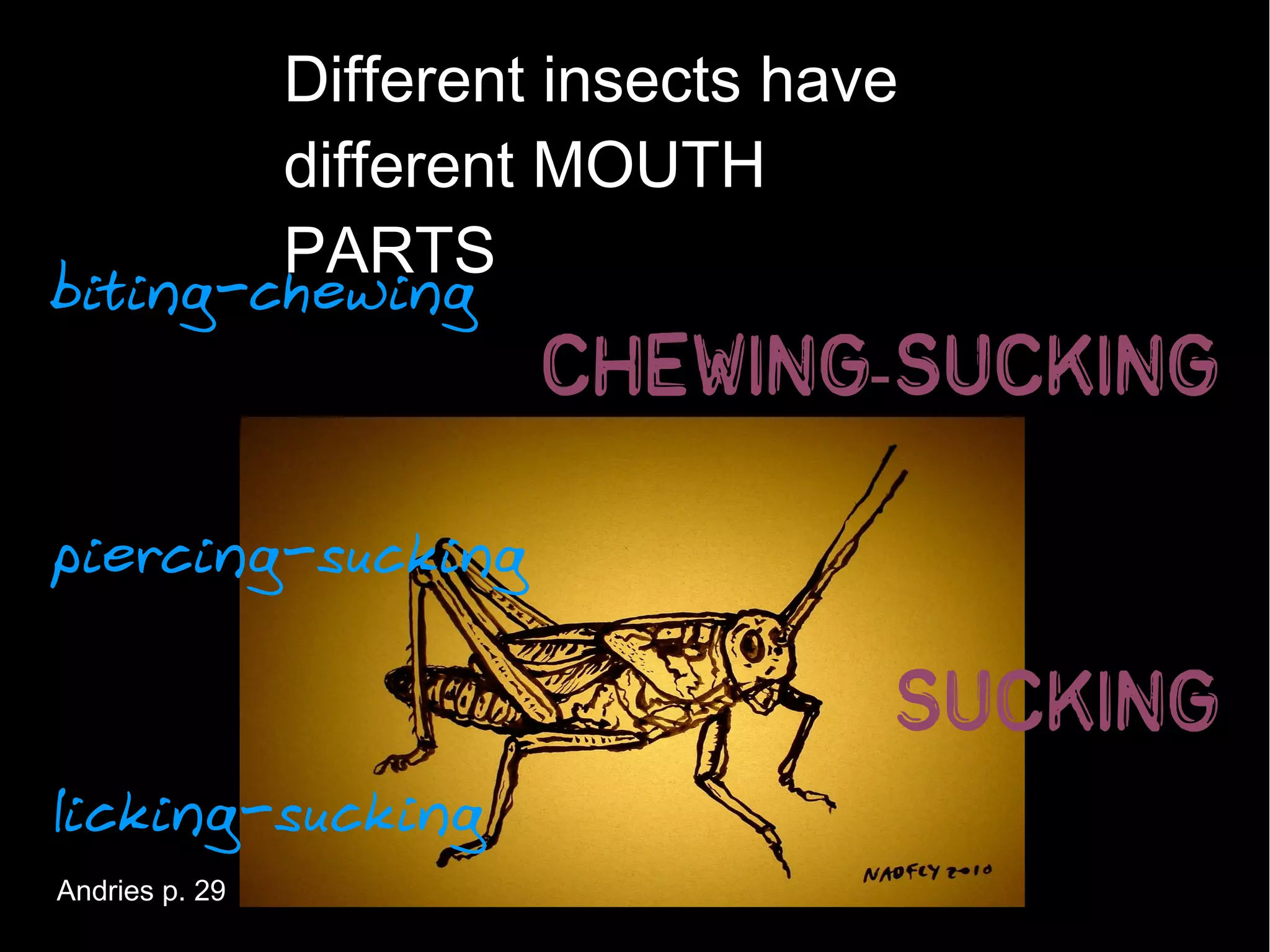 Different insects have
        different MOUTH
        PARTS
biting-chewing
                  chewing-sucking

piercing-sucking

                       sucking
licking-sucking
Andries p. 29
 