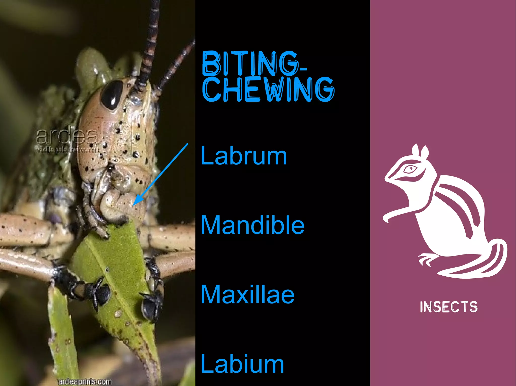 Biting-




                           
                chewing

                Labrum

                Mandible

                Maxillae   insects



Andries p. 29
                Labium
 