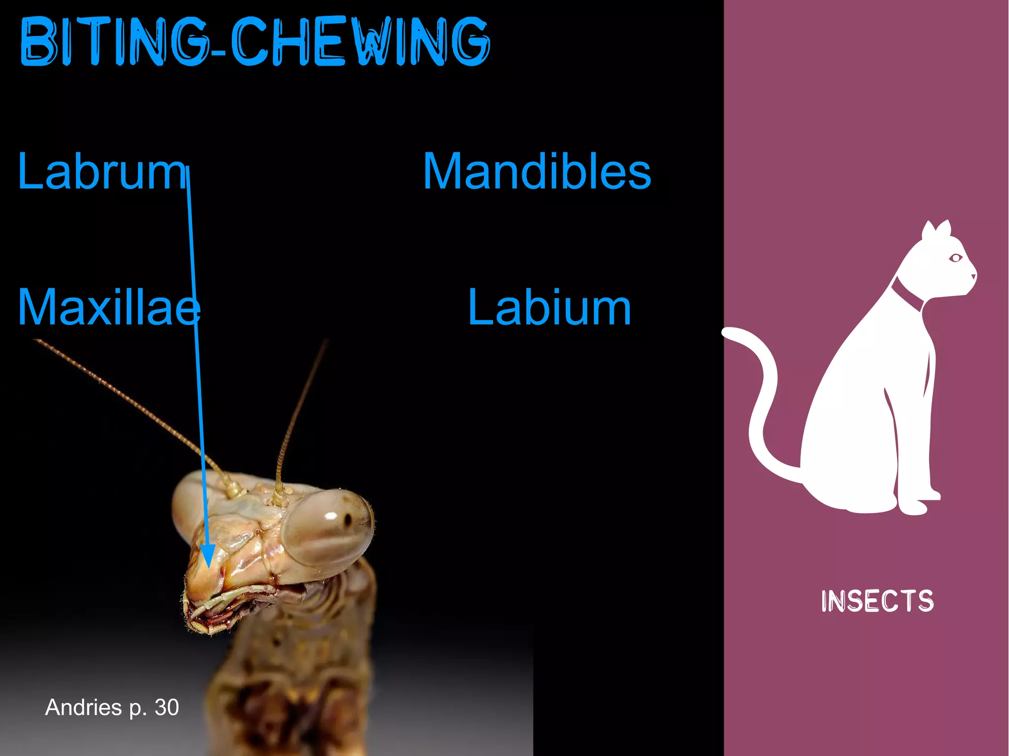 Biting-chewing

Labrum           Mandibles

Maxillae




 Andries p. 30
                  Labium


                             
                             insects
 