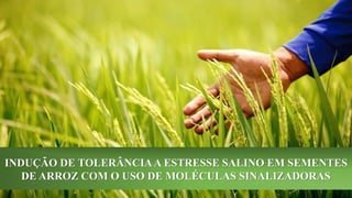 INDUÇÃO DE TOLERÂNCIAA ESTRESSE SALINO EM SEMENTES
DE ARROZ COM O USO DE MOLÉCULAS SINALIZADORAS
 