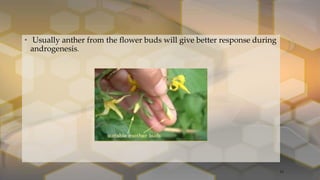 • Usually anther from the flower buds will give better response during
androgenesis.
11
 