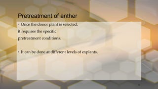 Pretreatment of anther
• Once the donor plant is selected,
it requires the specific
pretreatment conditions.
• It can be done at different levels of explants.
12
 