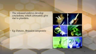 • The released embryo develop
cotyledons, which ultimately give
rise to plantlets.
• Eg: Datura , Brassica campestris
21
 