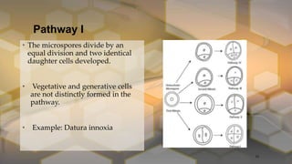 Pathway I
• The microspores divide by an
equal division and two identical
daughter cells developed.
• Vegetative and generative cells
are not distinctly formed in the
pathway.
• Example: Datura innoxia
24
 
