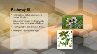 Pathway III
• Uninucleate pollen undergoes a
normal division.
• pollen embryos are predominantly
formed from generative cell alone.
• The vegetative cell does not divide.
• Examples: Hyoscyamus niger
26
 