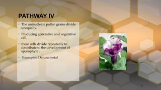 PATHWAY IV
• The uninucleate pollen grains divide
unequally.
• Producing generative and vegetative
cell.
• these cells divide repeatedly to
contribute to the development of
sporophyte .
• Examples: Datura metal
27
 