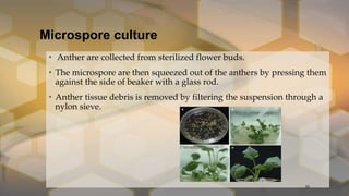 Microspore culture
• Anther are collected from sterilized flower buds.
• The microspore are then squeezed out of the anthers by pressing them
against the side of beaker with a glass rod.
• Anther tissue debris is removed by filtering the suspension through a
nylon sieve.
29
 