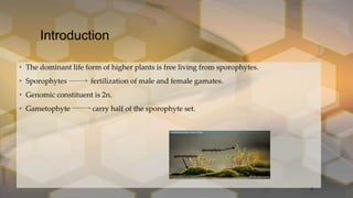 Introduction
• The dominant life form of higher plants is free living from sporophytes.
• Sporophytes fertilization of male and female gamates.
• Genomic constituent is 2n.
• Gametophyte carry half of the sporophyte set.
3
 