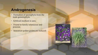 Androgenesis
• Formation of sporophyte from the
male gametophyte.
• Artificial medium is uses.
• Found in family solanaceae and
poaceae.
• Immature pollen grains are induced.
6
 