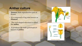 Anther culture
• Stamen: Male reproductive part of
flower.
• It is composed of log tube known as
filament.
• The oval-shaped structure is called
the anther.
• It produces the male gametophyte
known as pollen.
8
 
