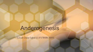 Anderogenesis
Laraib Zafar Iqbal (L1F17BSBC0010)
1
 