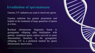 Irradiation of spermatozoa
Gamma, UV radiation are used to inactivate sperm.
Gamma radiation has greater penetration and
helpful in the treatment of large quantities of sperm
at a time.
Residual chromosome fragments found in
gynogenetic offspring after fertilization with
gamma –irradiated sperm, reduce survival or cause
abnormalities therefore, in the gynogenetic
offspring, UV is a preferred method for sperm
chromosome inactivation.
 