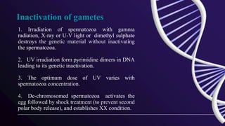 Inactivation of gametes
1. Irradiation of spermatozoa with gamma
radiation, X-ray or U-V light or dimethyl sulphate
destroys the genetic material without inactivating
the spermatozoa.
2. UV irradiation form pyrimidine dimers in DNA
leading to its genetic inactivation.
3. The optimum dose of UV varies with
spermatozoa concentration.
4. De-chromosomed spermatozoa activates the
egg followed by shock treatment (to prevent second
polar body release), and establishes XX condition.
 