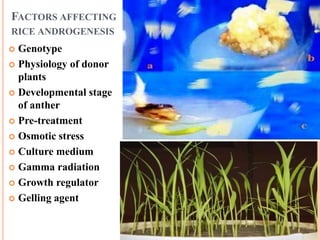 Androgenesis of rice | PPTX