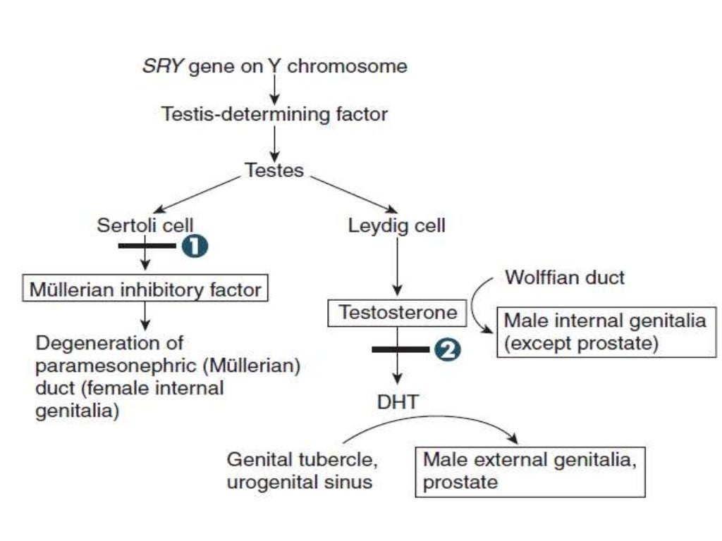 Androgen Insensitivity Syndrome (Testicular Feminization Syndrome)