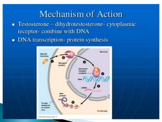 androgens and antiandrogens.pptx by rammohan | PPTX