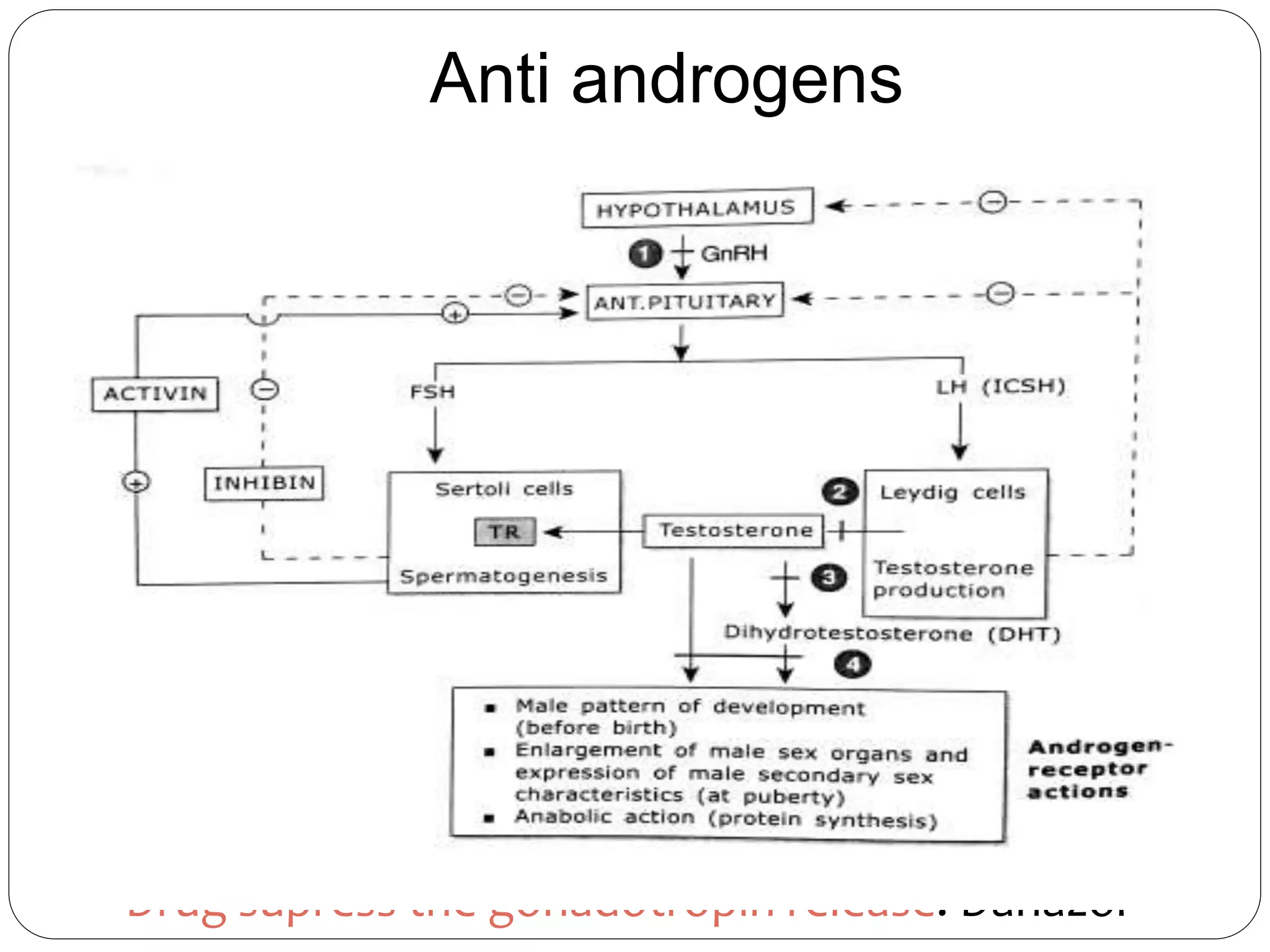 Anti androgens
 GnRH analogues: Leuprolide, Nafareli, Buserelin,
Deslorelin and Goserelin
 Androgen synthesis inhibitors: Ketoconazole
 5α reductase inhibitors: Finasteride, Dutasteride,
Turosteride, bexlosteride and izonsteride.
 Androgen receptor antagonists: Flutamide,
Bicalutamide and nilutamide.
 Drug supress the gonadotropin release: Danazol
 