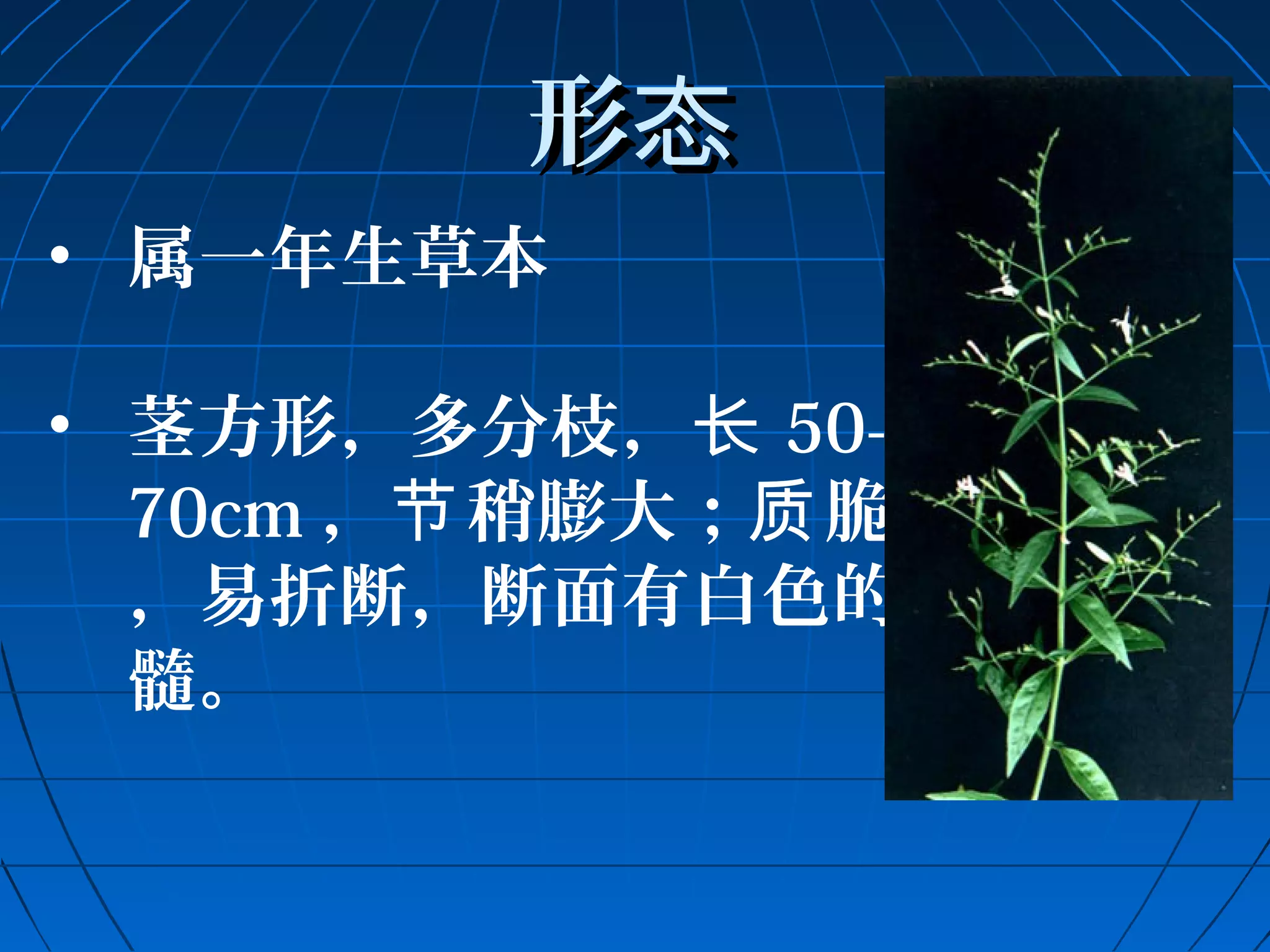 形态
• 属一年生草本 
• 茎方形，多分枝，长50- 
70cm，节稍膨大；质脆 
，易折断，断面有白色的 
髓。 
 