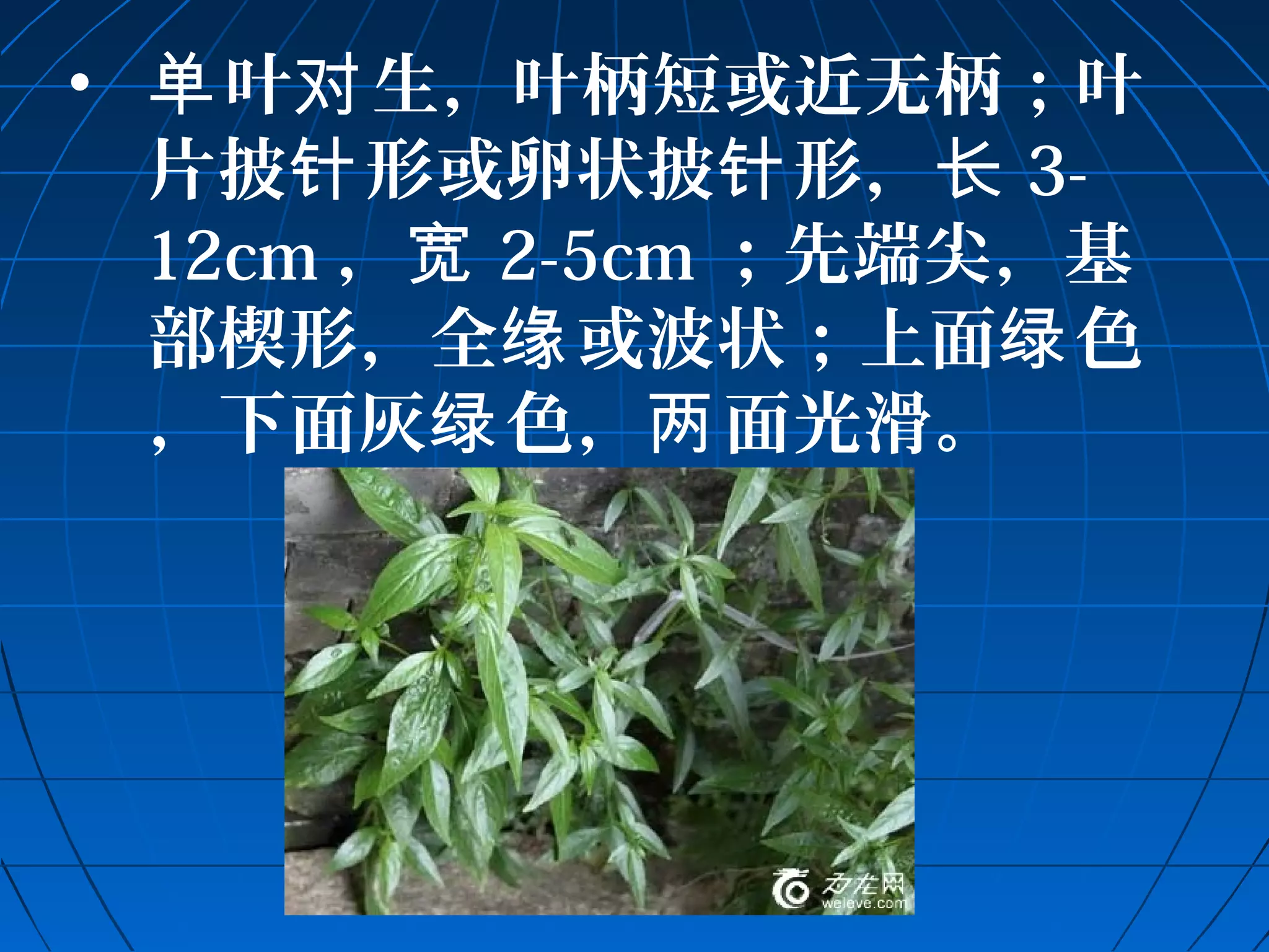 • 单叶对生，叶柄短或近无柄；叶 
片披针形或卵状披针形，长3- 
12cm，宽2-5cm；先端尖，基 
部楔形，全缘或波状；上面绿色 
，下面灰绿色，两面光滑。 
 