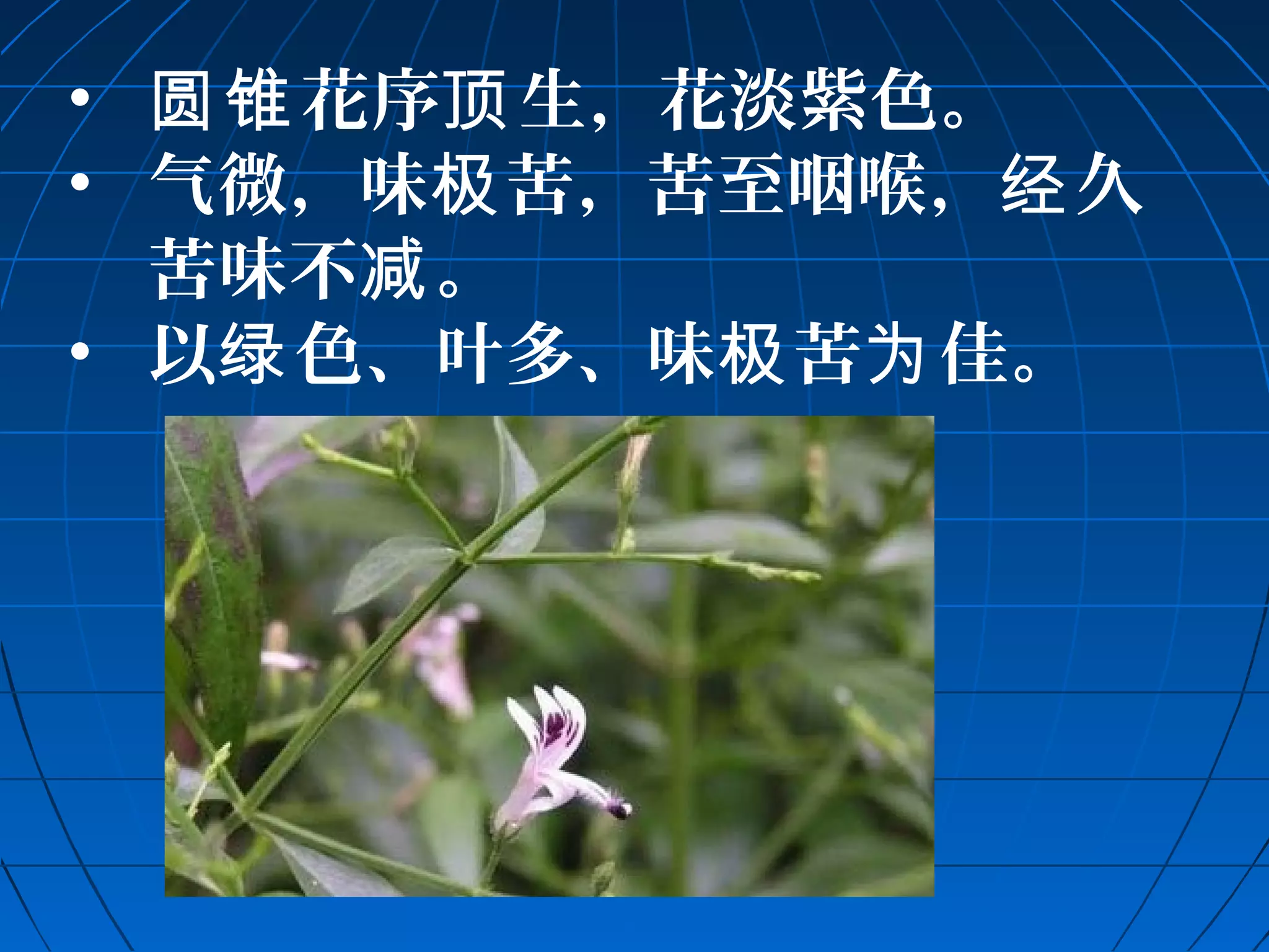 • 圆锥花序顶生，花淡紫色。 
• 气微，味极苦，苦至咽喉，经久 
苦味不减。 
• 以绿色、叶多、味极苦为佳。 
 