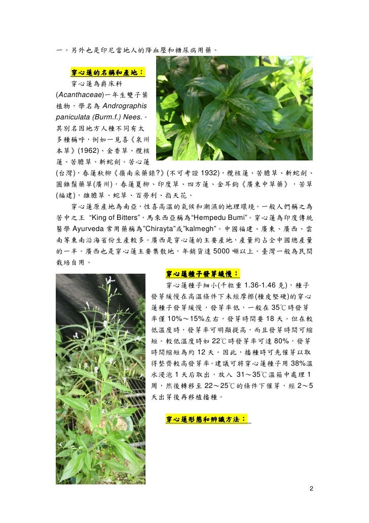 穿心蓮andrographis Paniculata