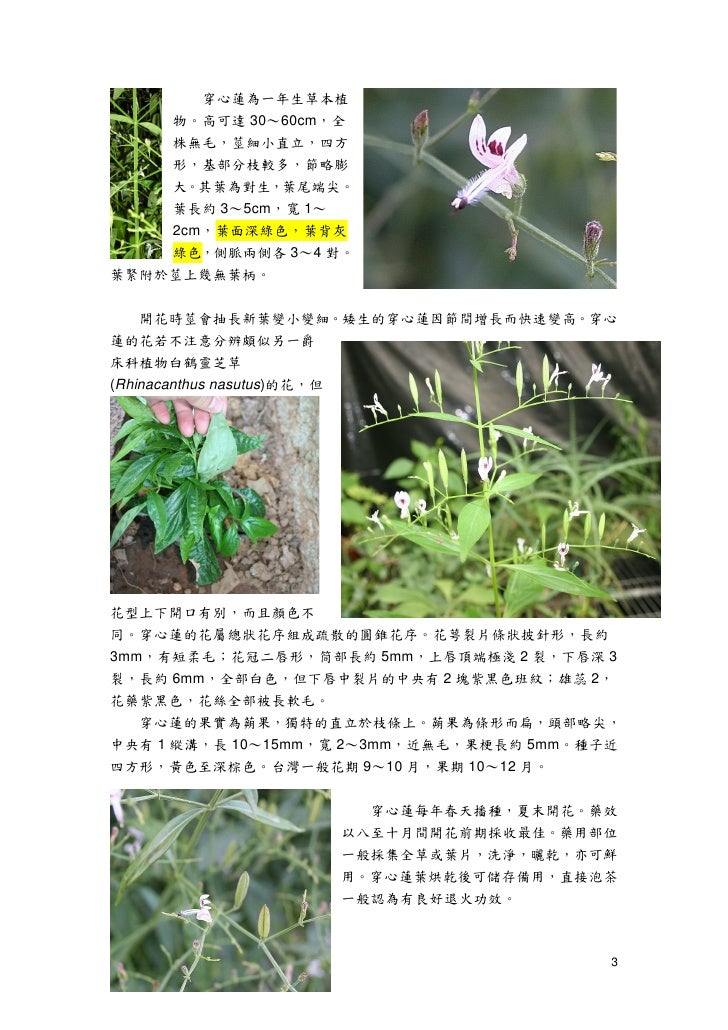 穿心蓮andrographis Paniculata
