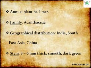  Annual plant ht. 1 mtr.
 Family: Acanthaceae
 Geographical distribution: India, South
East Asia, China
 Stem: 3 – 6 mm thick, smooth, dark green
PPRC/INDIA 04
 