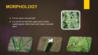 MORPHOLOGY
 It is an erect, annual herb
 It is 30-90 cm tall with upper part of stem
quadrangular while lower part nearly rounded
stem
 
