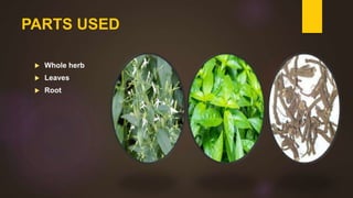 PARTS USED
 Whole herb
 Leaves
 Root
 