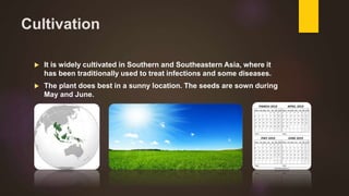 Cultivation
 It is widely cultivated in Southern and Southeastern Asia, where it
has been traditionally used to treat infections and some diseases.
 The plant does best in a sunny location. The seeds are sown during
May and June.
 
