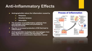 Anti-Inflammatory Effects
 Andrographolide reduce the inflammation caused by
1) Histamine
2) Dimethyl benzene
3) Adrenaline
 The secretion of proinflmmatory cytokines from
macrophages stimulated and promoted by
lipopolysaccharide
 Results in increased production of NO that lead to
inflammation
 Andrographolide incubated with macrophages have
been reported to inhibit LPS-stimulated NO
production in a concentration-dependent manner
 