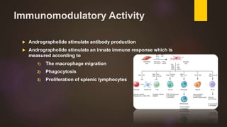 Immunomodulatory Activity
 Andrographolide stimulate antibody production
 Andrographolide stimulate an innate immune response which is
measured according to
1) The macrophage migration
2) Phagocytosis
3) Proliferation of splenic lymphocytes
 