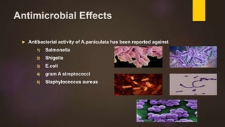 Antimicrobial Effects
 Antibacterial activity of A.paniculata has been reported against
1) Salmonella
2) Shigella
3) E.coli
4) gram A streptococci
5) Staphylococcus aureus
 