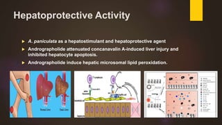 Hepatoprotective Activity
 A. paniculata as a hepatostimulant and hepatoprotective agent
 Andrographolide attenuated concanavalin A-induced liver injury and
inhibited hepatocyte apoptosis.
 Andrographolide induce hepatic microsomal lipid peroxidation.
 