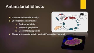 Antimalarial Effects
 It exhibit antimalarial activity
 Chemical constituents like
1) Andrographolide
2) Neoandrographolide
3) Deoxyandrographolide
 Shows anti-malarial activity against Plasmodium berghei
 