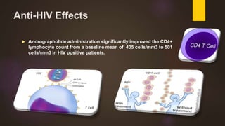 Anti-HIV Effects
 Andrographolide administration significantly improved the CD4+
lymphocyte count from a baseline mean of 405 cells/mm3 to 501
cells/mm3 in HIV positive patients.
 
