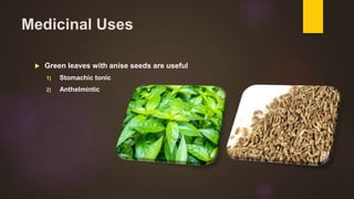 Medicinal Uses
 Green leaves with anise seeds are useful
1) Stomachic tonic
2) Anthelmintic
 