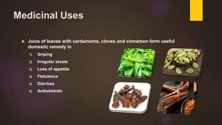 Medicinal Uses
 Juice of leaves with cardamoms, cloves and cinnamon form useful
domestic remedy in
1) Griping
2) Irregular stools
3) Loss of appetite
4) Flatulence
5) Diarrhea
6) Anthelmintic
 