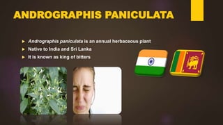 ANDROGRAPHIS PANICULATA
 Andrographis paniculata is an annual herbaceous plant
 Native to India and Sri Lanka
 It is known as king of bitters
 
