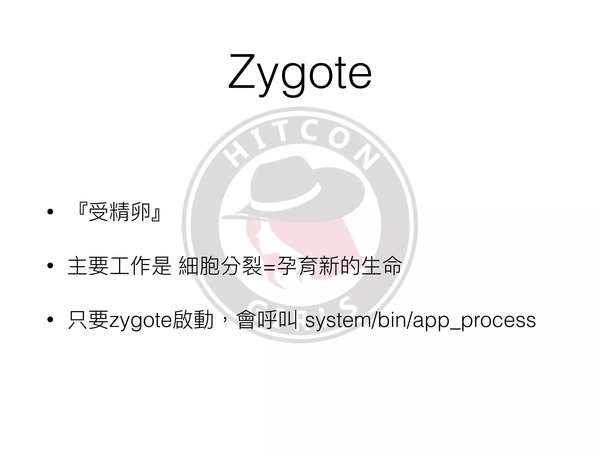 Zygote
 