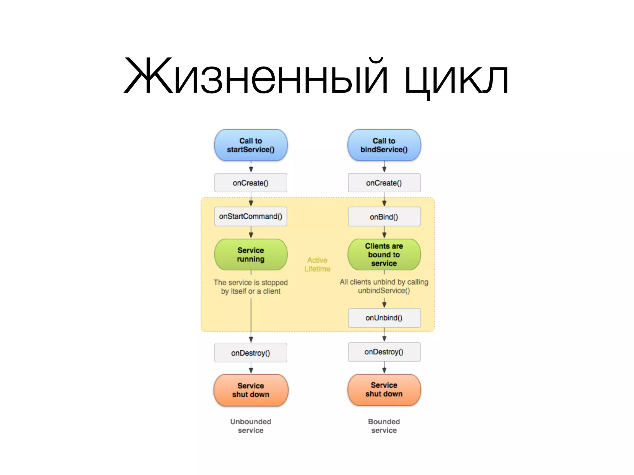 Жизненный цикл
 