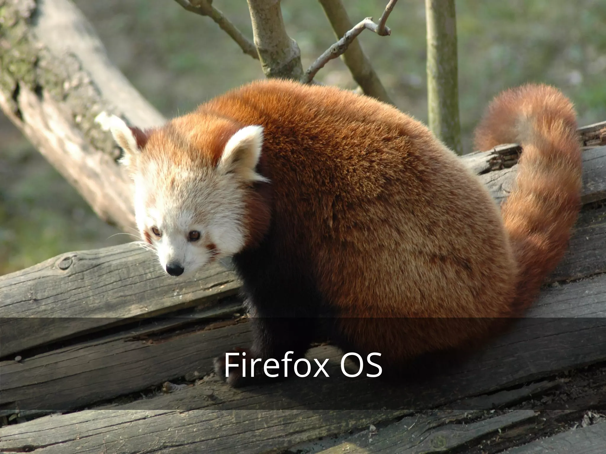 Firefox OS 
 