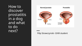Comprehensive Guide to Diagnosing and Treating Prostatitis and ...