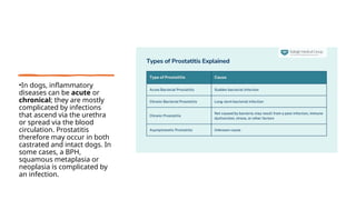 Comprehensive Guide to Diagnosing and Treating Prostatitis and ...