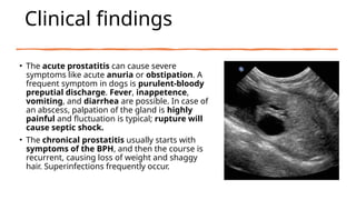 Prostatic Abscess Dogs Comprehensive Guide to Diagnosing and Treating Prostatitis and ...