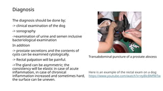 Comprehensive Guide to Diagnosing and Treating Prostatitis and ...