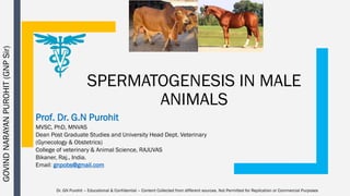 SPERMATOGENESIS IN MALE
ANIMALS
Prof. Dr. G.N Purohit
MVSC, PhD, MNVAS
Dean Post Graduate Studies and University Head Dept. Veterinary
(Gynecology & Obstetrics)
College of veterinary & Animal Science, RAJUVAS
Bikaner, Raj., India.
Email: gnpobs@gmail.com
Dr. GN Purohit – Educational & Confidential – Content Collected from different sources. Not Permitted for Replication or Commercial Purposes
GOVINDNARAYANPUROHIT(GNPSir)
 