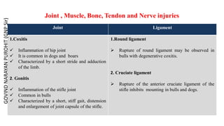 Joint , Muscle, Bone, Tendon and Nerve injuries
Joint Ligament
1.Coxitis
 Inflammation of hip joint
 It is common in dogs and boars
 Characterized by a short stride and adduction
of the limb.
2. Gonitis
 Inflammation of the stifle joint
 Common in bulls
 Characterized by a short, stiff gait, distension
and enlargement of joint capsule of the stifle.
1.Round ligament
 Rupture of round ligament may be observed in
bulls with degenerative coxitis.
2. Cruciate ligament
 Rupture of the anterior cruciate ligament of the
stifle inhibits mounting in bulls and dogs.
GOVIND
NARAYAN
PUROHIT
(GNP
Sir)
 
