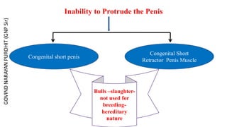 Inability to Protrude the Penis
Congenital short penis
Congenital Short
Retractor Penis Muscle
Bulls –slaughter-
not used for
breeding-
hereditary
nature
GOVIND
NARAYAN
PUROHIT
(GNP
Sir)
 