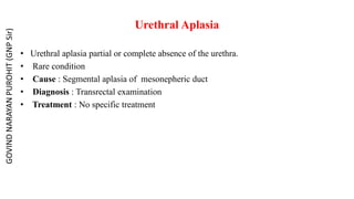 Urethral Aplasia
• Urethral aplasia partial or complete absence of the urethra.
• Rare condition
• Cause : Segmental aplasia of mesonepheric duct
• Diagnosis : Transrectal examination
• Treatment : No specific treatment
GOVIND
NARAYAN
PUROHIT
(GNP
Sir)
 